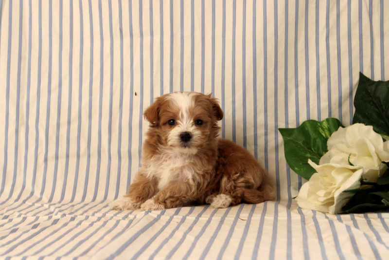 puppy, for, sale, Maltipoo, Matthew B. Stoltzfus, dog, breeder, Gap, PA, dog-breeder, puppy-for-sale, forsale, nearby, find, puppyfind, locator, puppylocator, aca